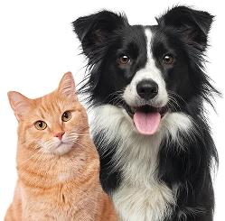 Pets